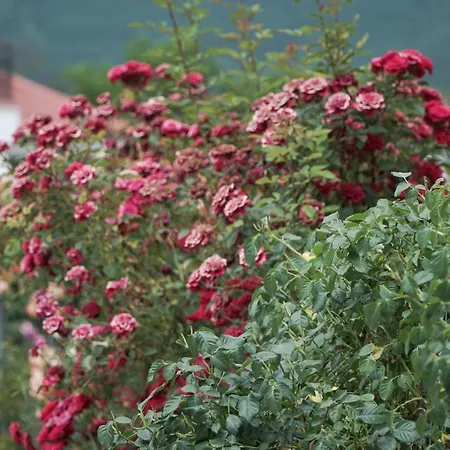 Lampros アパート *