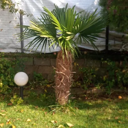 Lampros *
